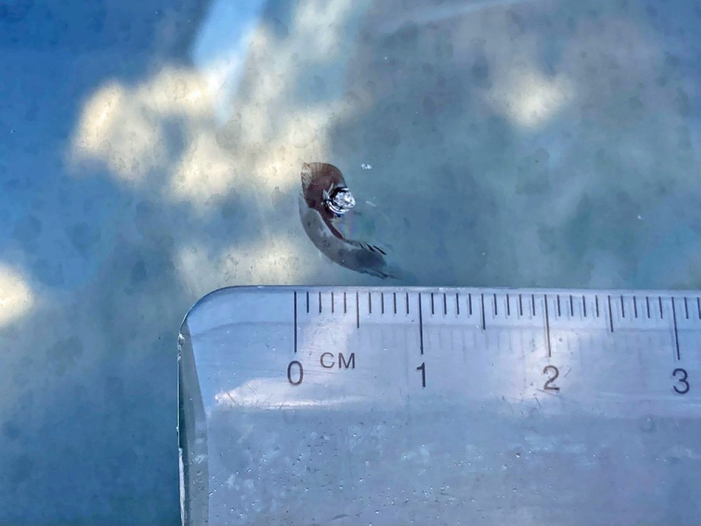 フロントガラスの運転席側下部に飛び石跡があります。|三菱 スーパーグレート 2PG-FS70HZの写真35