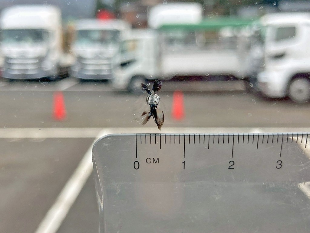 フロントガラスの助手席側下部に飛び石跡があります。|いすゞ ギガ QKG-CYH77Aの写真48