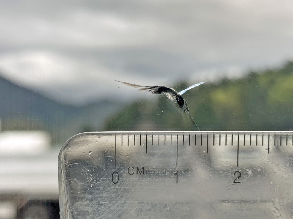 フロントガラスの助手席側上部に飛び石跡があります。|日野 レンジャー QKG-FE7JLAAの写真32