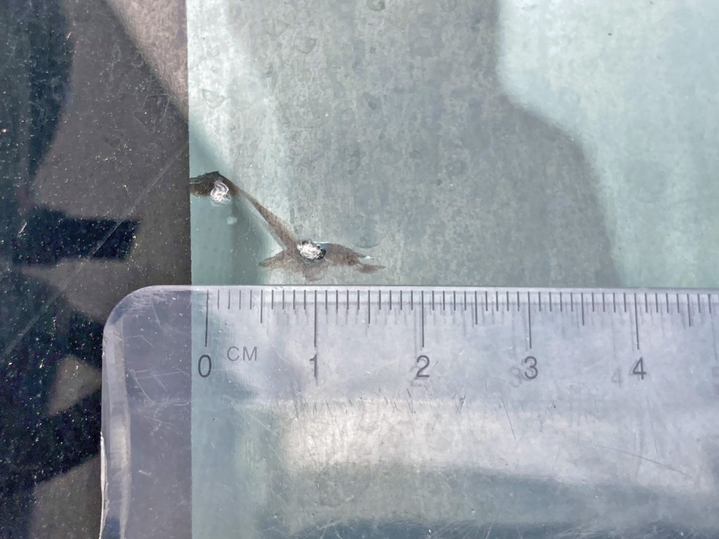 フロントガラスの運転席側下部に飛び石跡があります。|いすゞ フォワード 2PG-FTR90V2の写真36