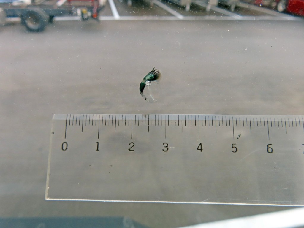 フロントガラス運転席側に飛び石跡があります。|日野 プロフィア QDG-SS1EKDAの写真13