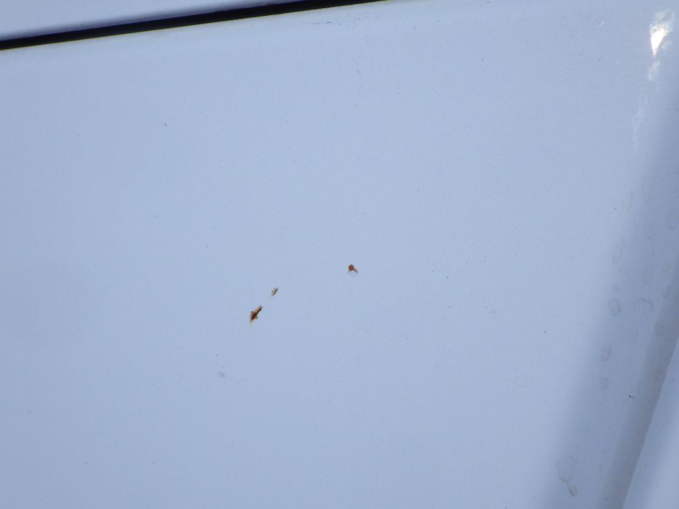 フロントパネルに飛び石キズがあります。|三菱 キャンター TPG-FEB80(2WD)の写真27