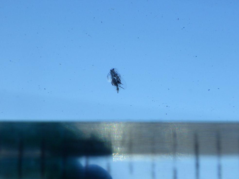 フロントガラスに小キズがあります。|いすゞ ギガ 2PG-CXZ77CTの写真14