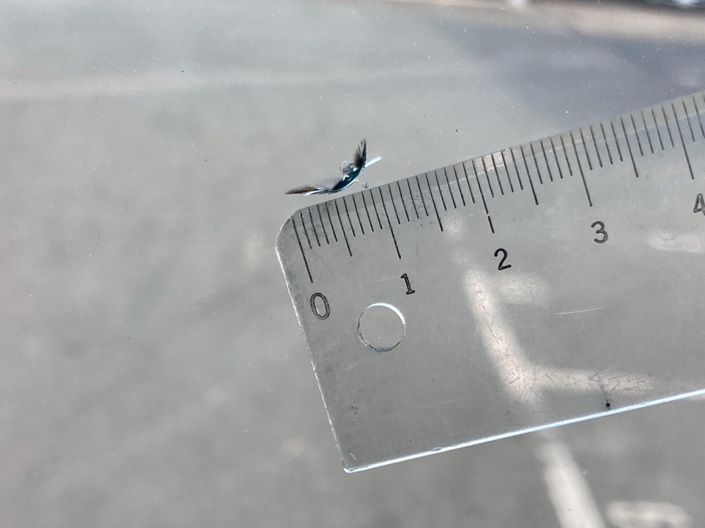 フロントガラスに飛び石が有ります|UDトラックス クオン 2PG-CG5CAの写真28