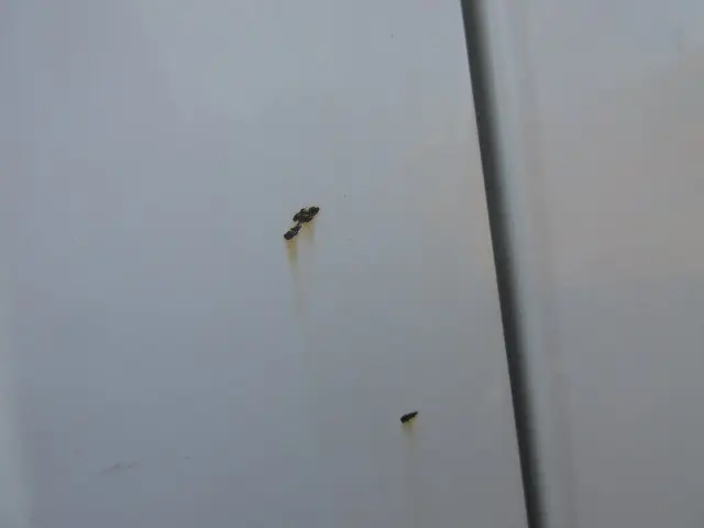 トヨタ ダイナ LDF-KDY281(4WD)の写真46