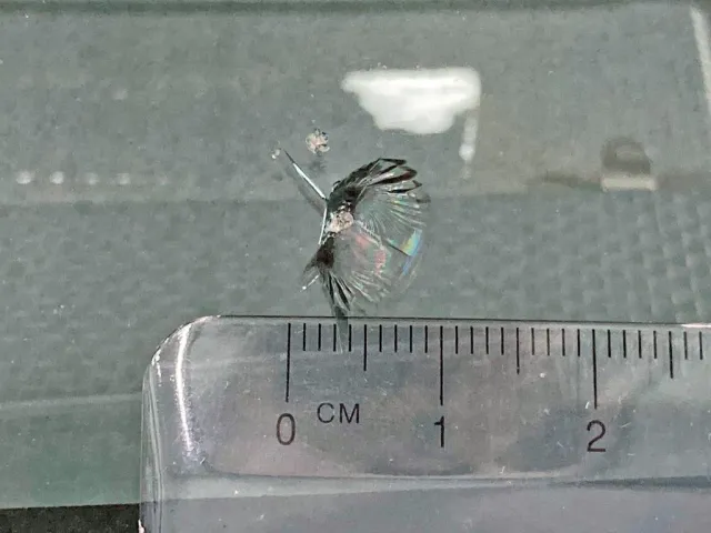 フロントガラス助手席側下部に飛び石跡があります。|いすゞ ギガ QDG-EXZ52BJの写真23