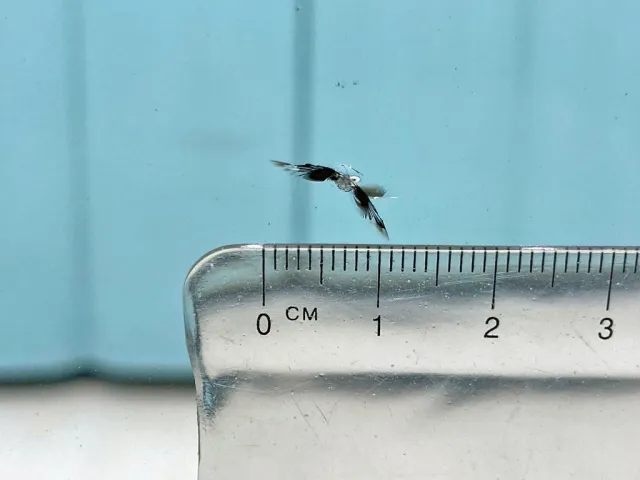 フロントガラス運転席側下部に飛び石跡があります。|日野 プロフィア 2DG-FR1AHGの写真24