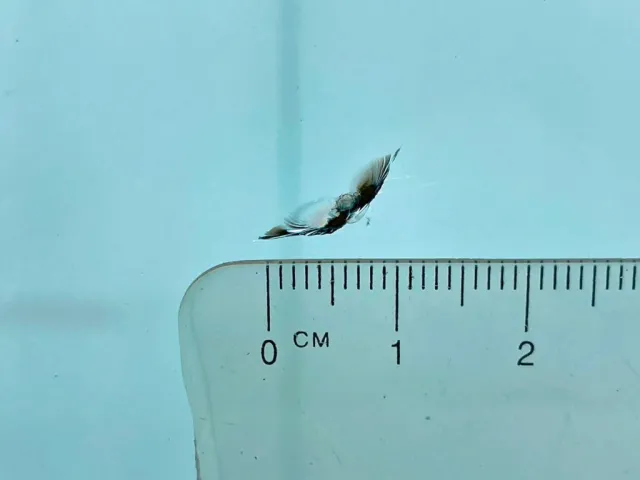 フロントガラスの運転席側下部に飛び石跡があります。|いすゞ フォワード 2PG-FRR90S1(2WD)の写真22