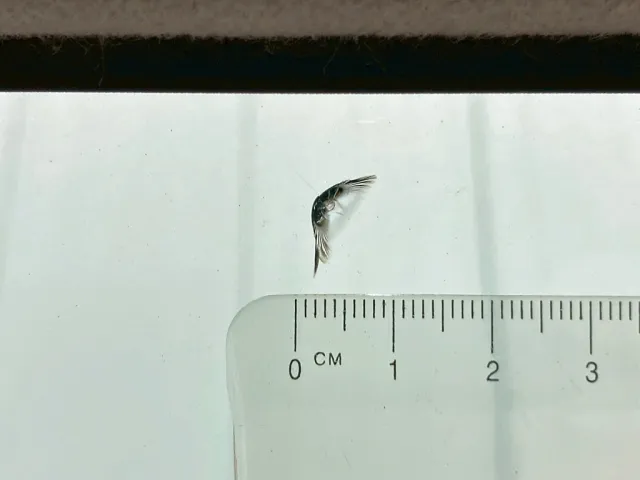 フロントガラスの中央上部に飛び石跡があります。|いすゞ ギガ 2PG-CYL77Cの写真22