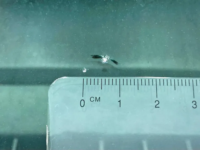 フロントガラスの運転席側下部に飛び石跡があります。|いすゞ ギガ QKG-CXZ77ATの写真30