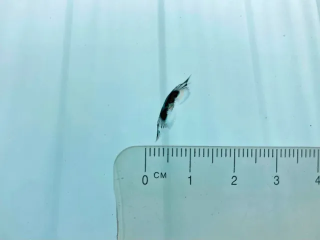 フロントガラスの中央上部に飛び石跡があります。|UDトラックス クオン QKG-CD5ZLの写真24