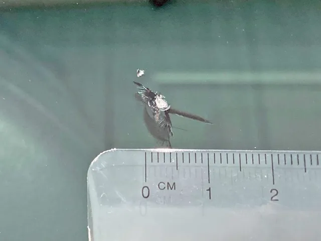 フロントガラスの運転席側下部に飛び石跡があります。|日野 プロフィア QKG-FW1EXBGの写真35