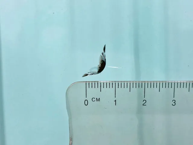 フロントガラスの運転席側下部に飛び石跡があります。|日野 プロフィア 2DG-SH1EDGGの写真29