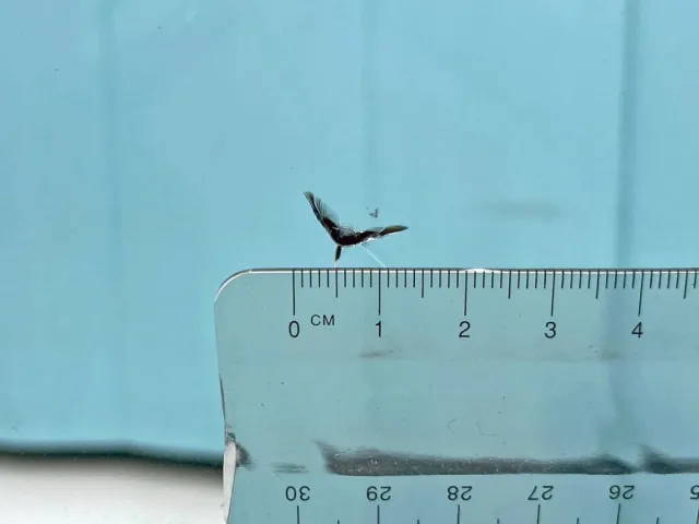 フロントガラスの助手席側下部に飛び石跡があります。|日野 プロフィア 2DG-SH1EDGGの写真26