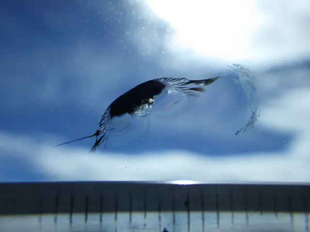 フロントガラスに飛び石キズがあります。|日野 デュトロ 2KG-XZU722M(2WD)の写真17