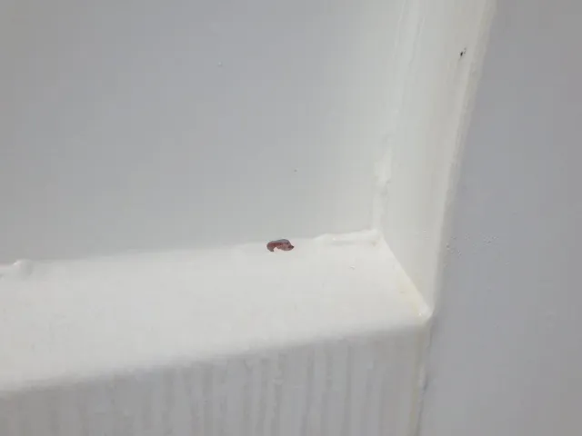 ボディーの運転席側前方に塗装の剝がれがあります。|いすゞ フォワード TKG-FRR90S1(2WD)の写真32