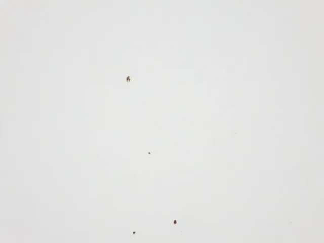 フロントパネルに飛び石キズがあります。|三菱 スーパーグレート 2PG-FV70HZの写真26