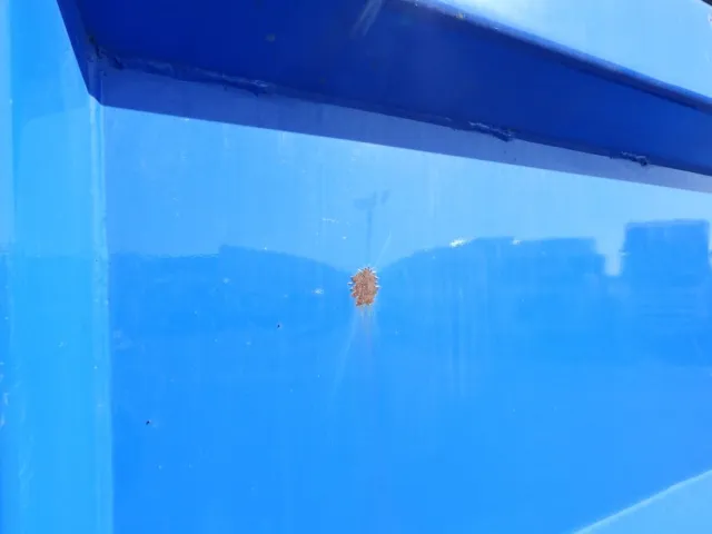 ボディーの両サイドにサビ・凸があります。|三菱 ファイター 2KG-FK62FZの写真29