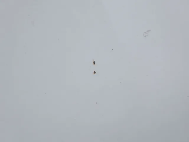 フロントパネルに飛び石キズがあります。|三菱 スーパーグレート 2PG-FS74HZの写真24