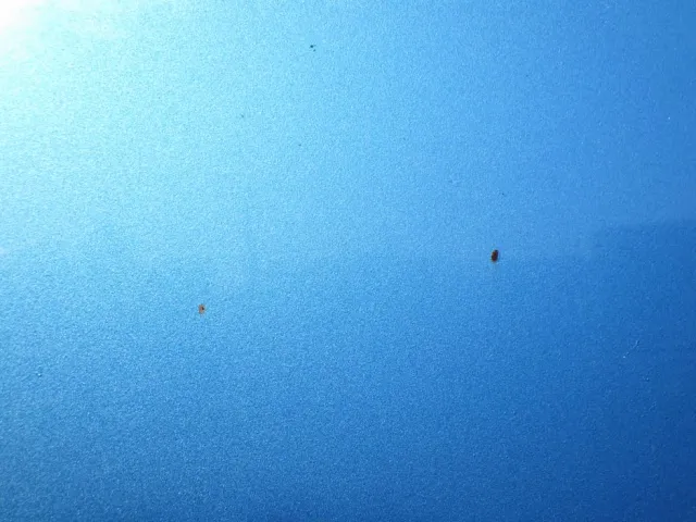 フロントパネルに小キズがあります。|いすゞ フォワード TKG-FRR90S2(2WD)の写真21